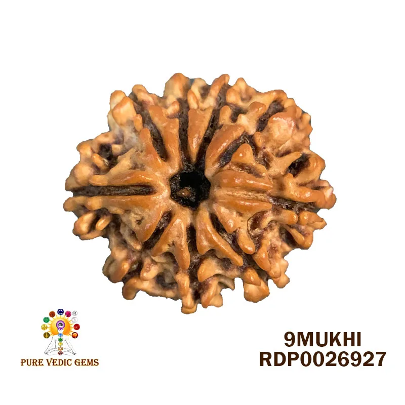 9 Mukhi Rudraksha (2.658g) — image 1