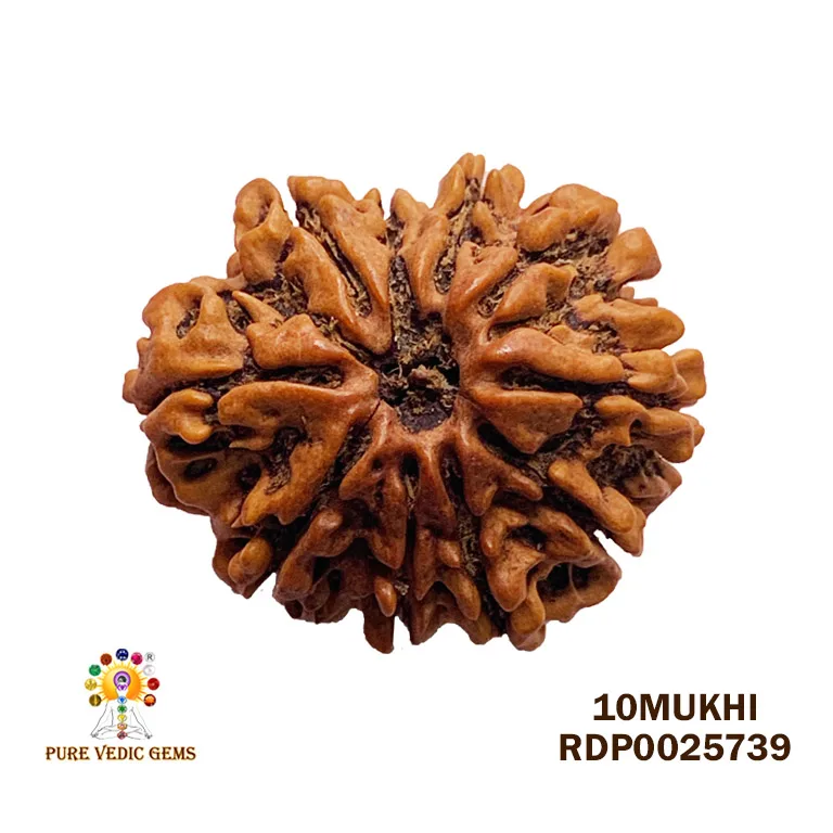 10 Mukhi Rudraksha (3.626g) — image 1