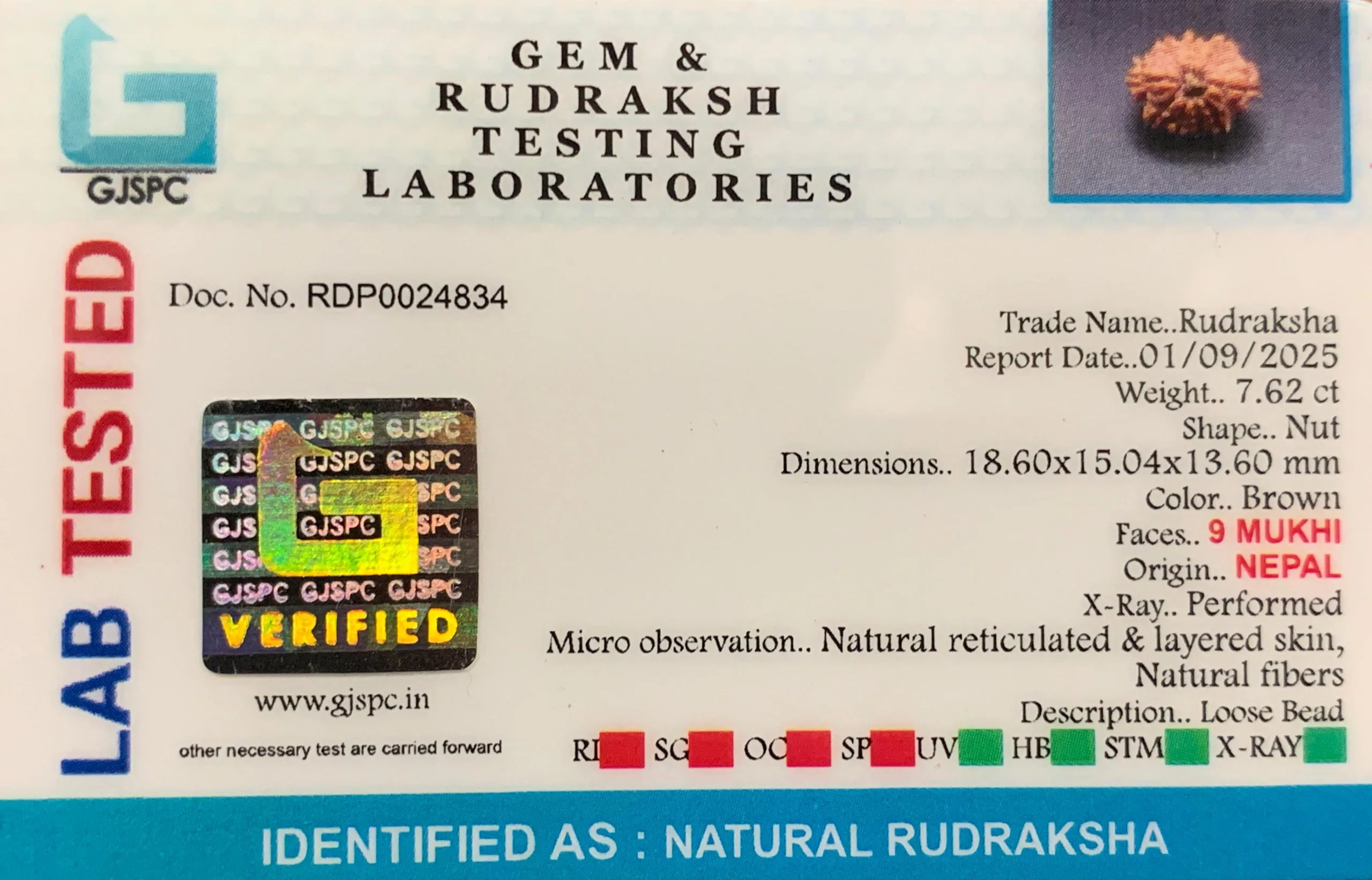 9 Mukhi Rudraksha (1.524g) view 2