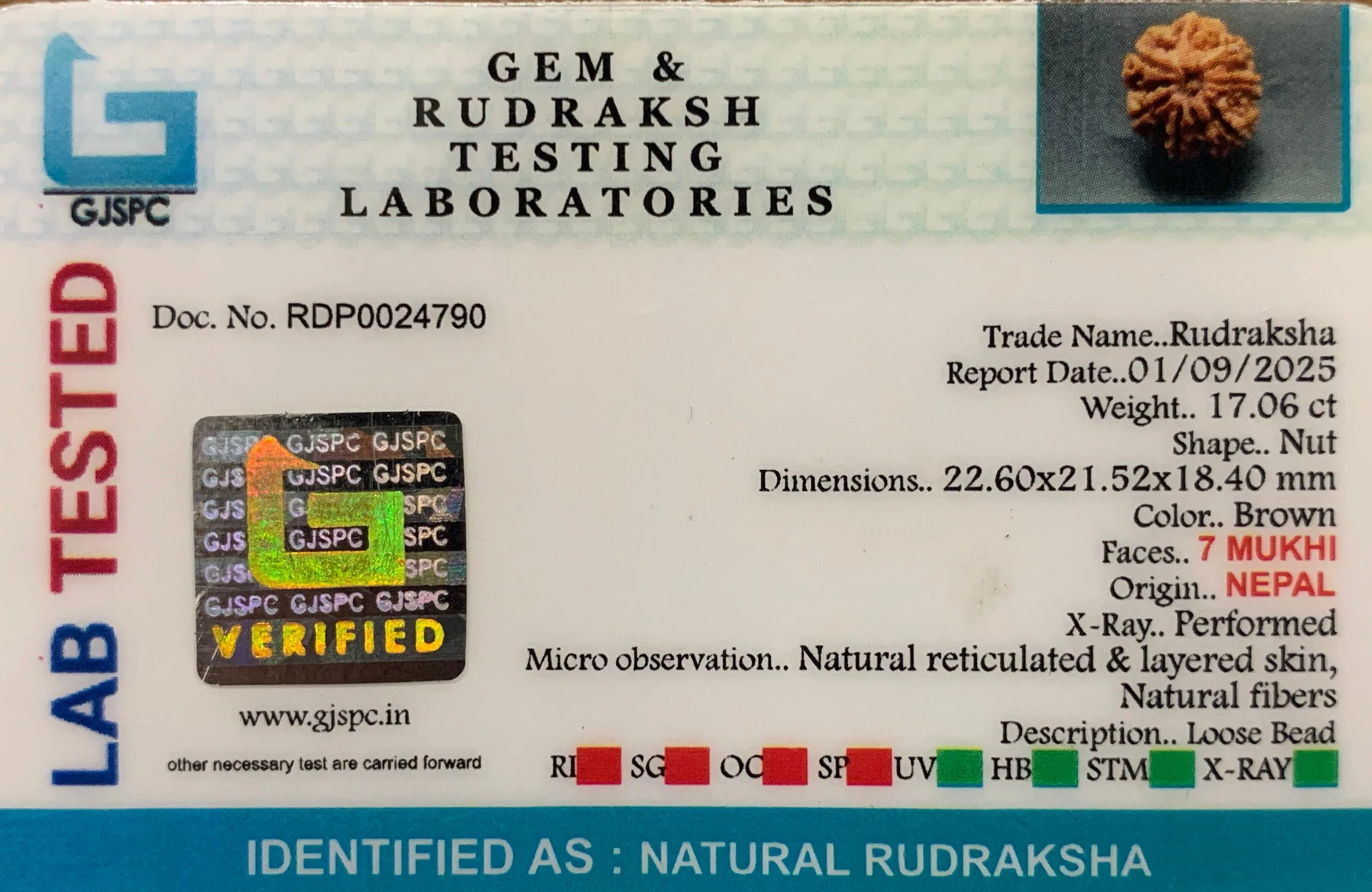7 Mukhi Rudraksha (3.412g) view 2