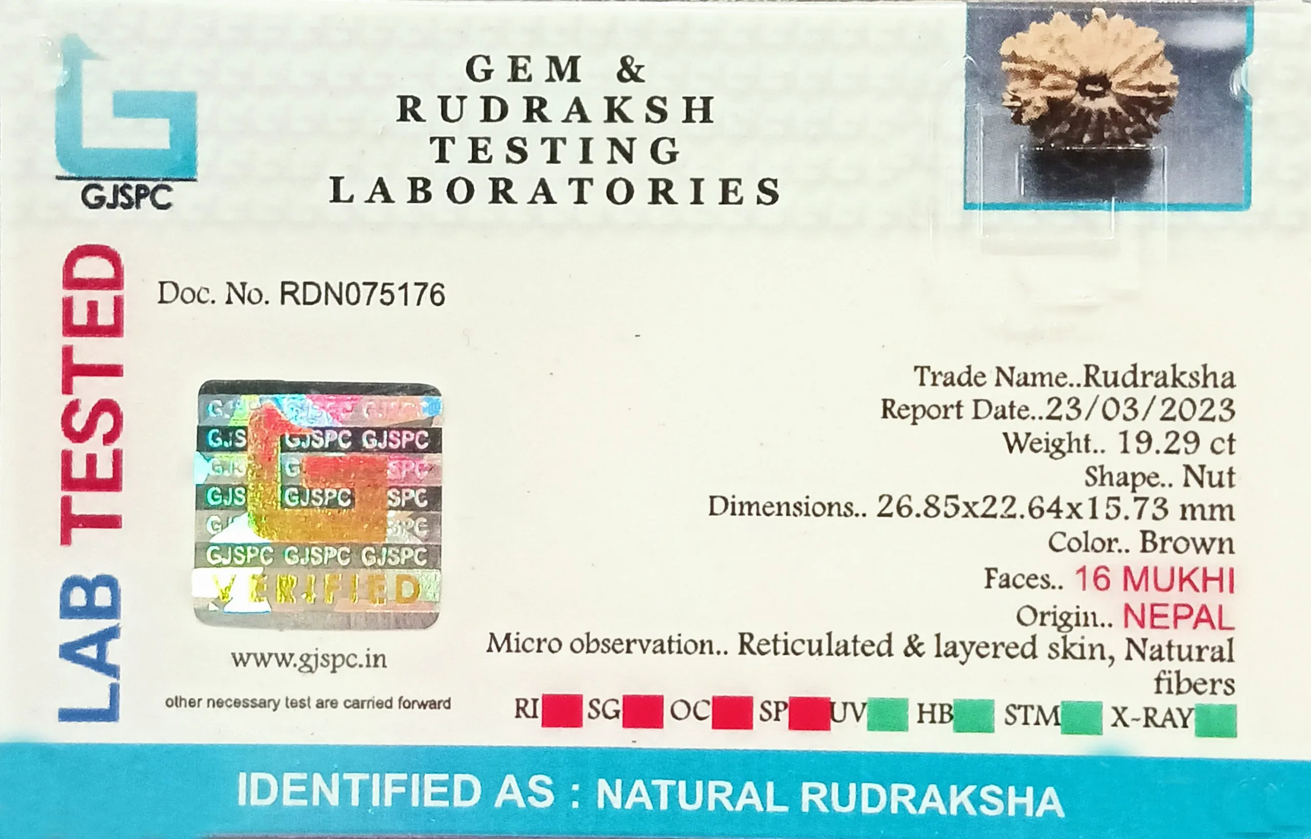 16 Mukhi Rudraksha (3.858g) view 2