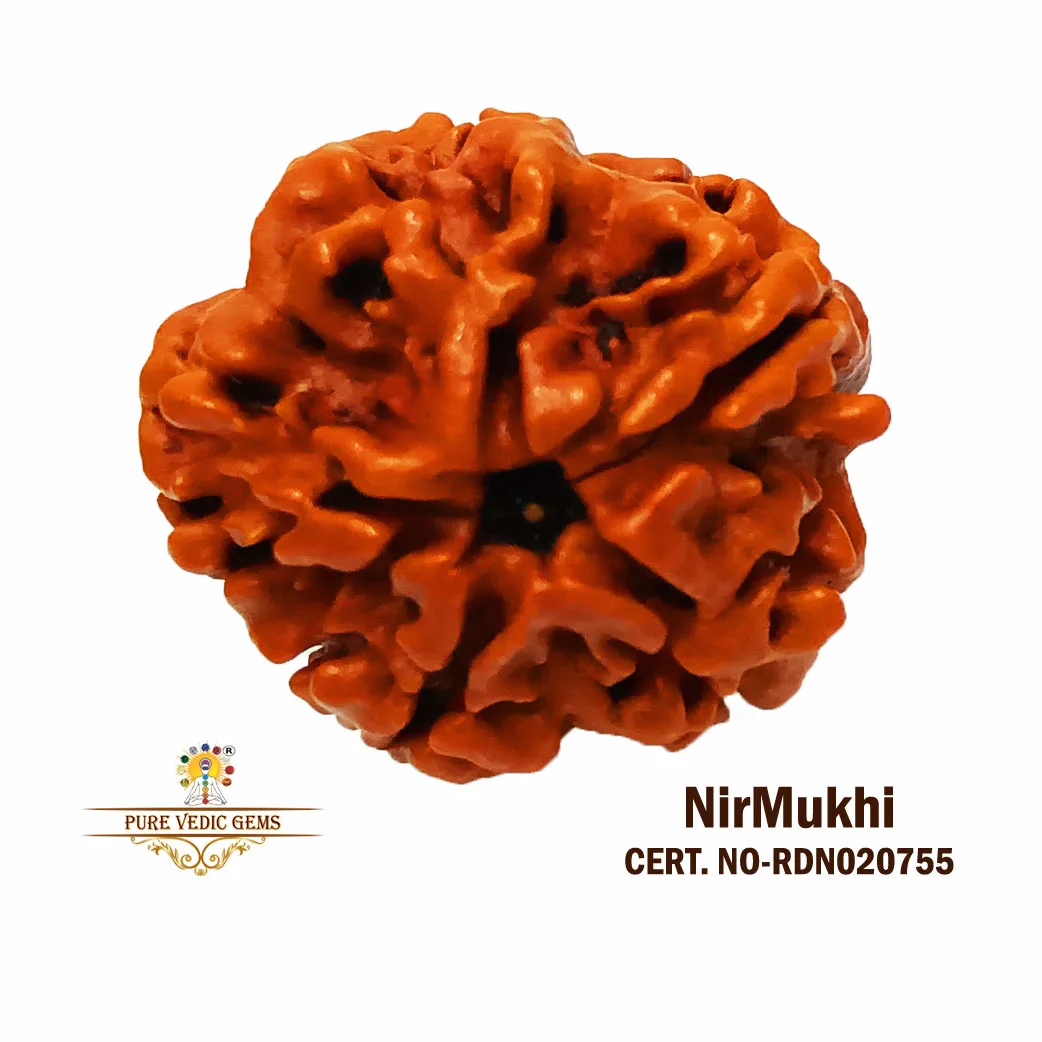 Nir Mukhi Rudraksha (2.830g)