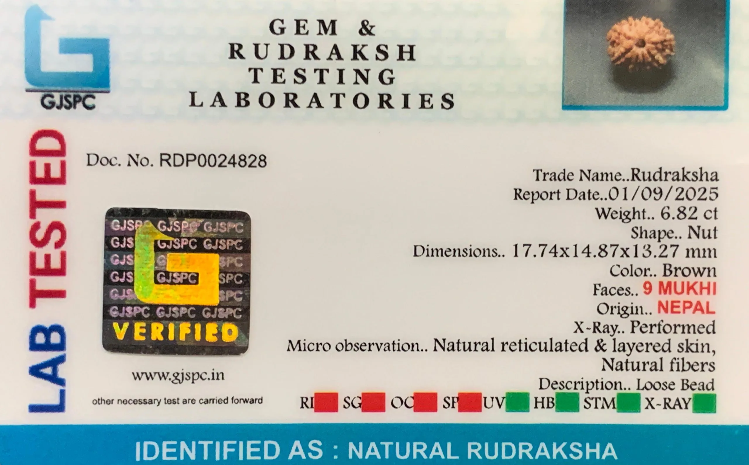9 Mukhi Rudraksha (1.364g) view 2