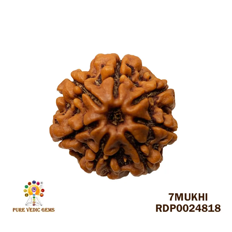 7 Mukhi Rudraksha (4.256g)