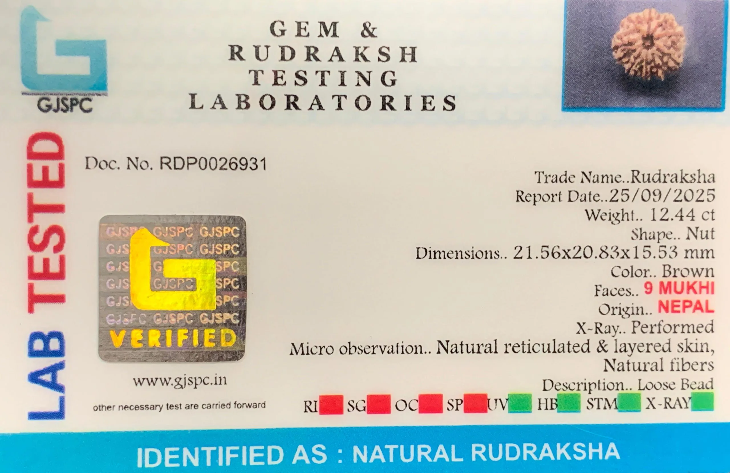 9 Mukhi Rudraksha (2.488g) view 2