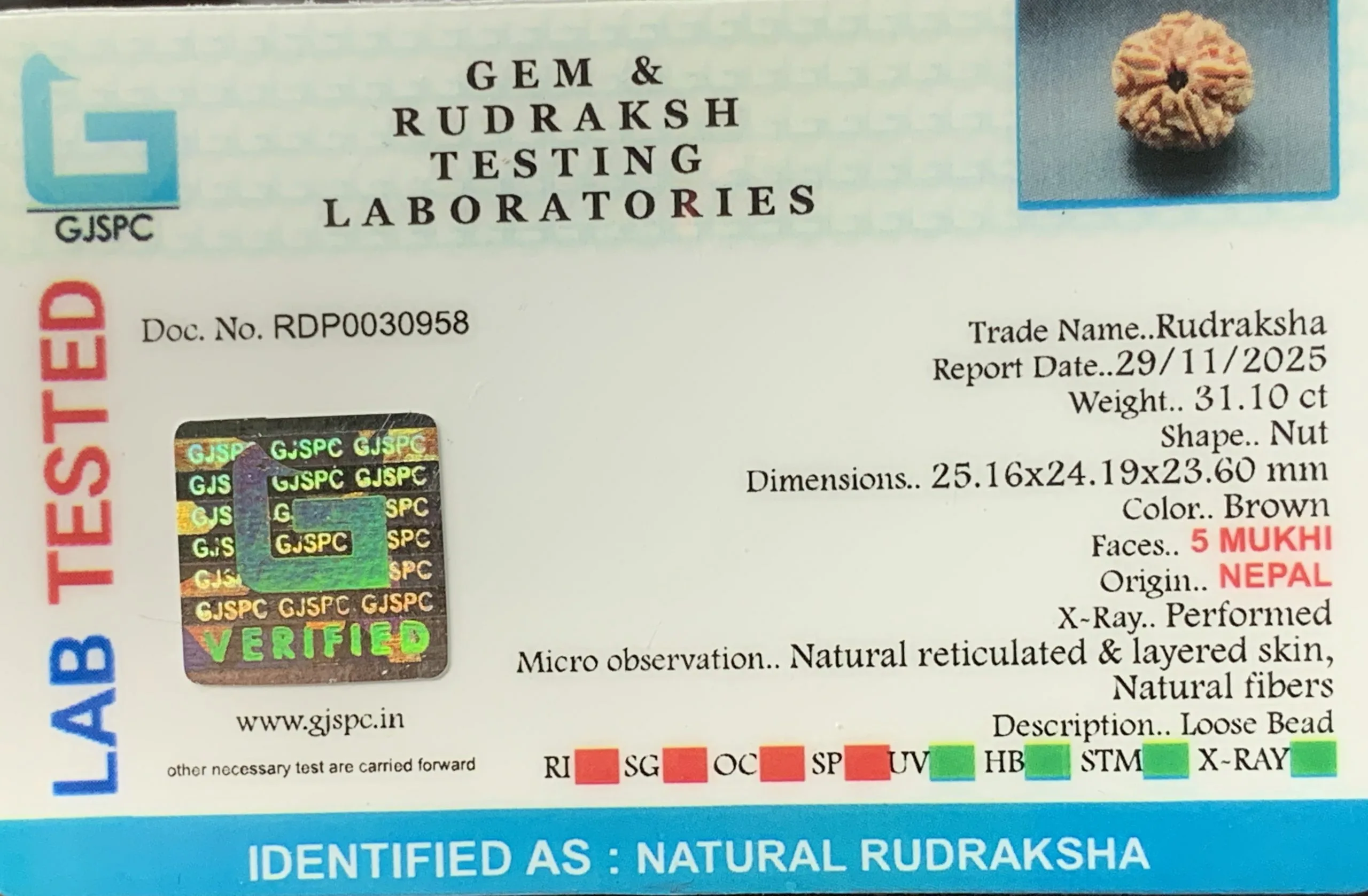 5 Mukhi Rudraksha (6.220g) view 2