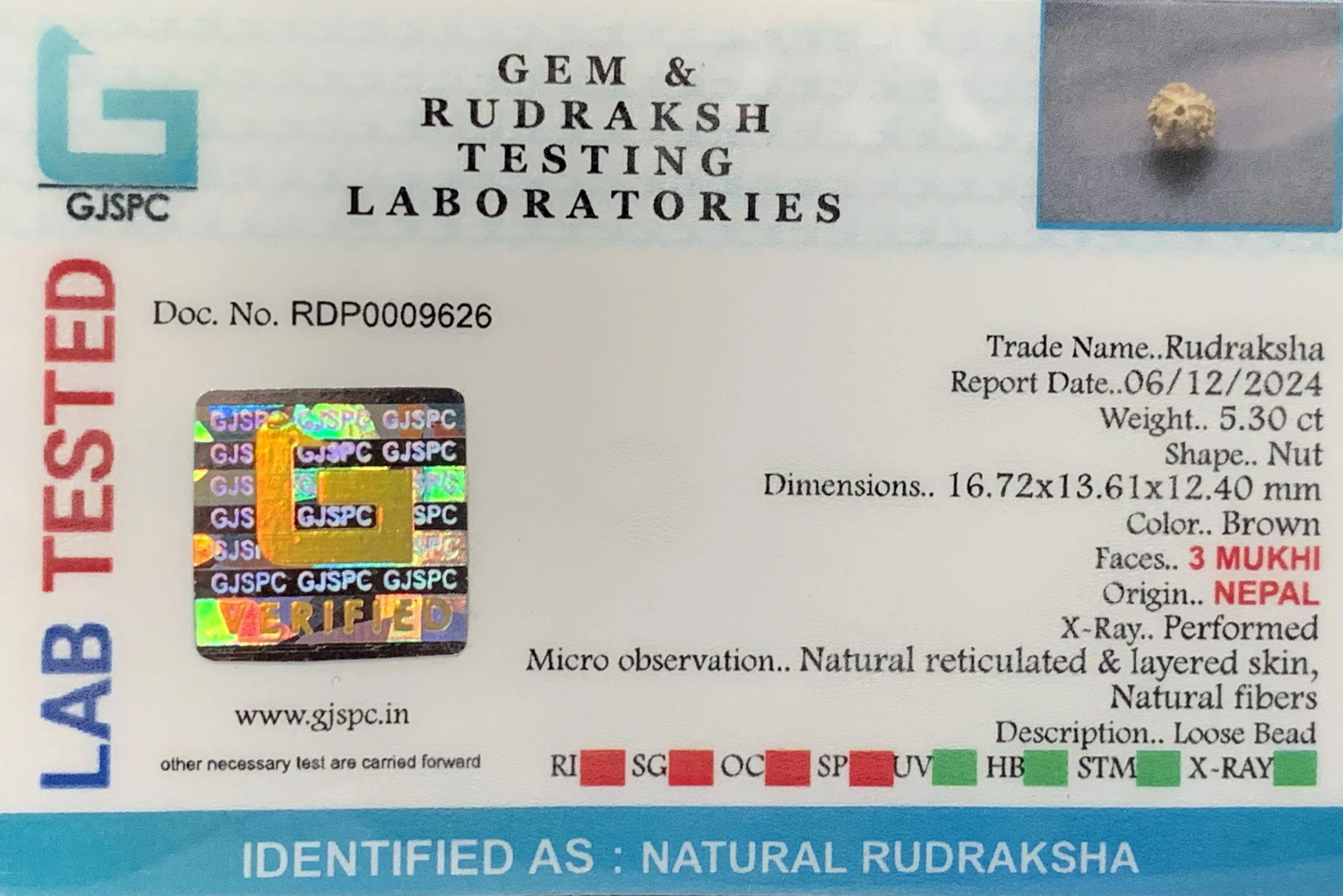 3 MUKHI Rudraksha (1.060g) view 2