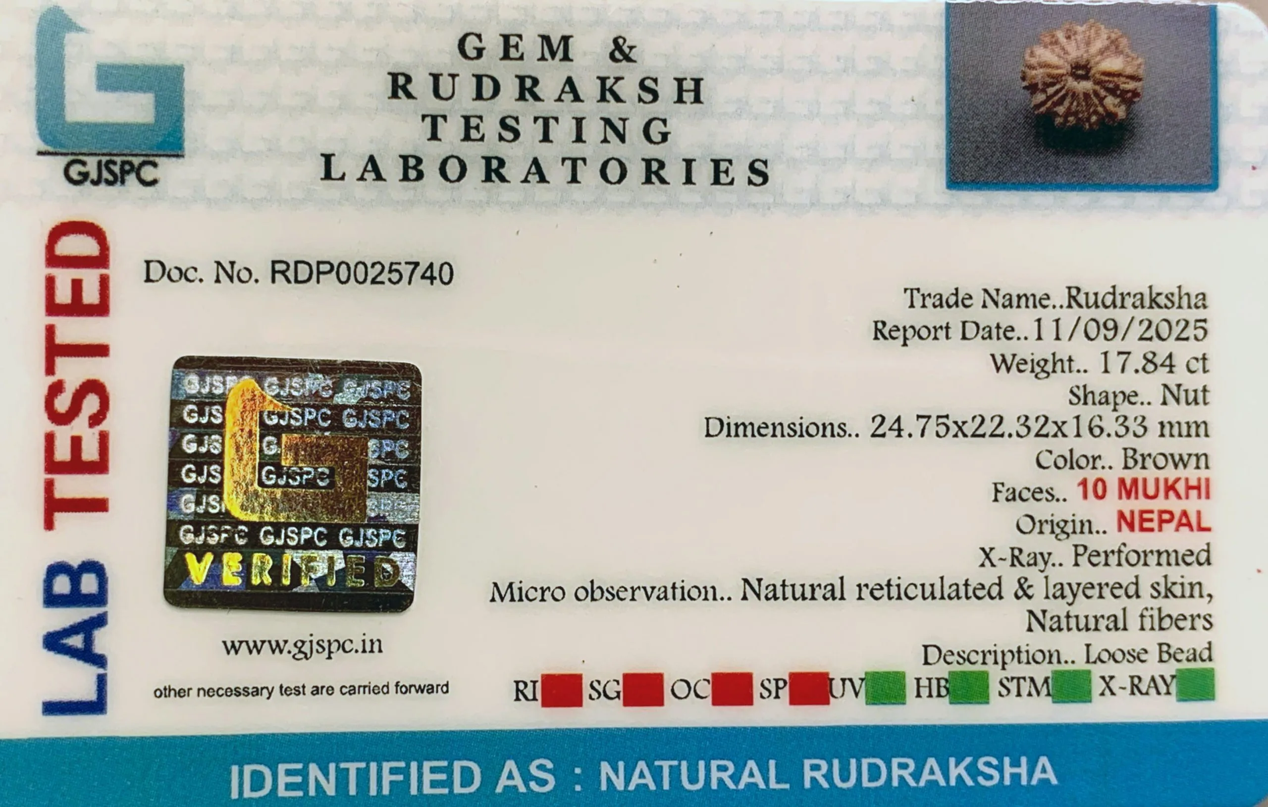 10 Mukhi Rudraksha (3.568g) view 2