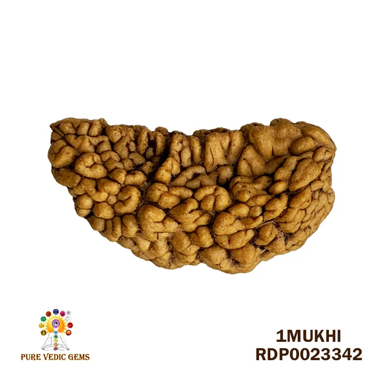 1 Mukhi Rudraksha (3.996g)