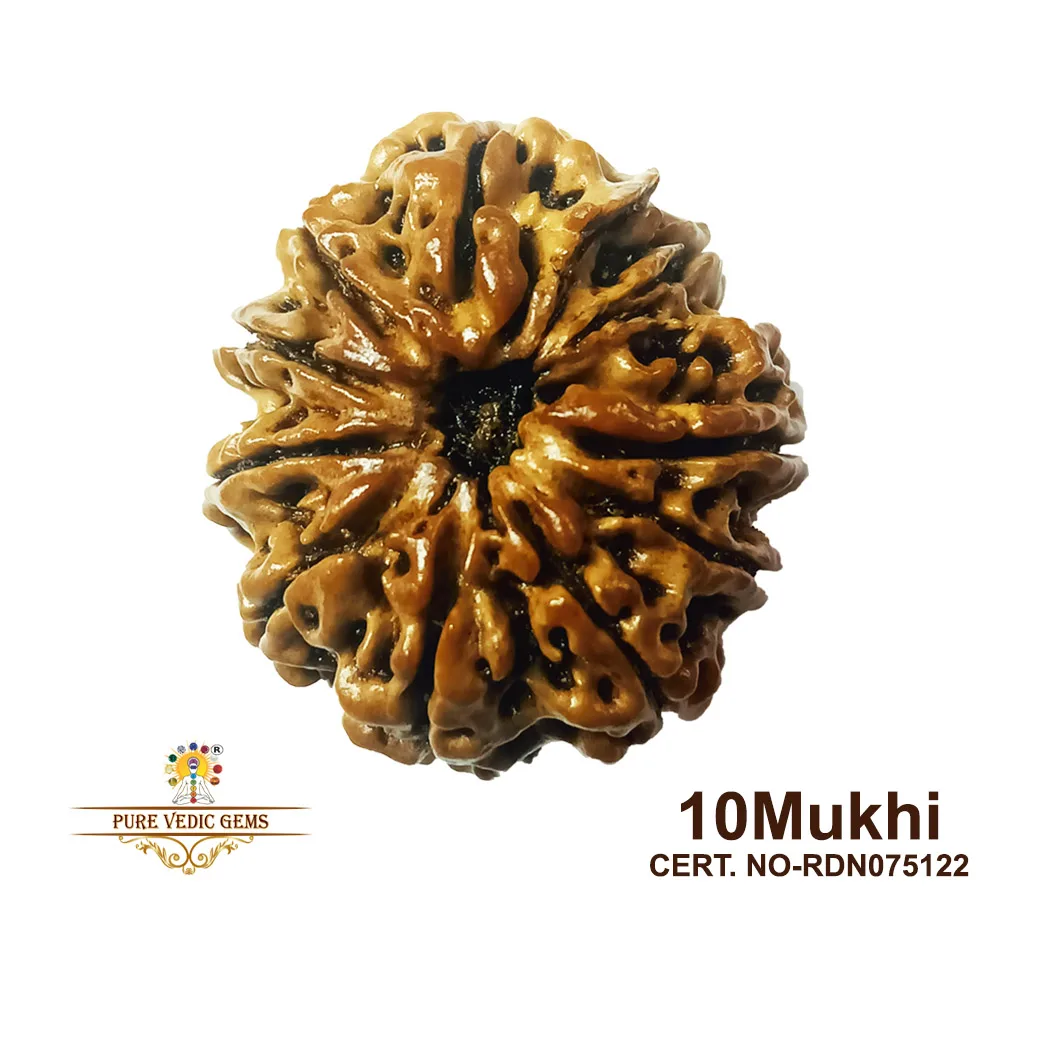 10 Mukhi Rudraksha (4.754g)