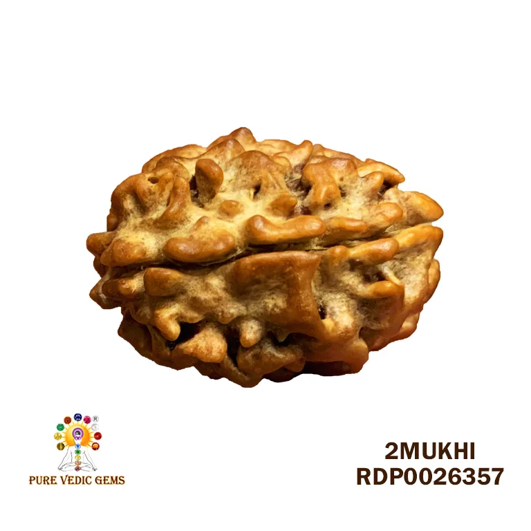 2 Mukhi Rudraksha (3.214g)