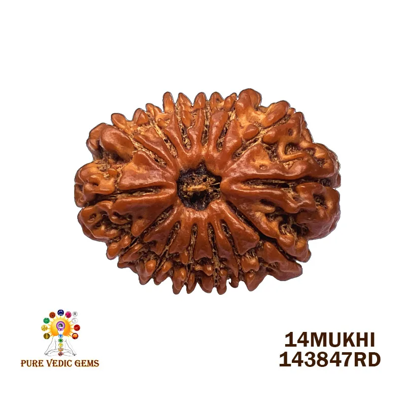 14Mukhi Rudraksha (4.783mg) On Demand