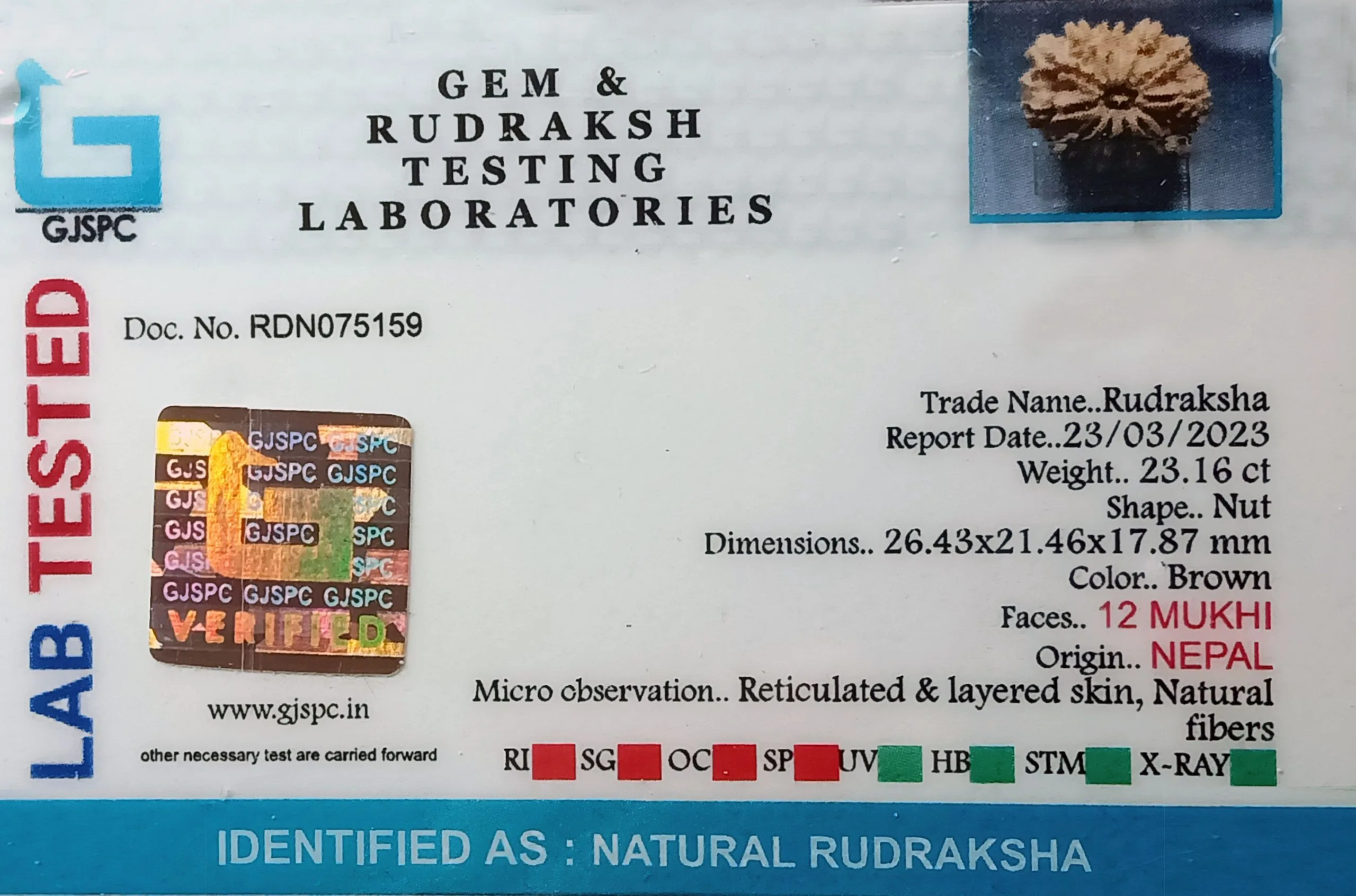 12 Mukhi Rudraksha (4.632g) view 2