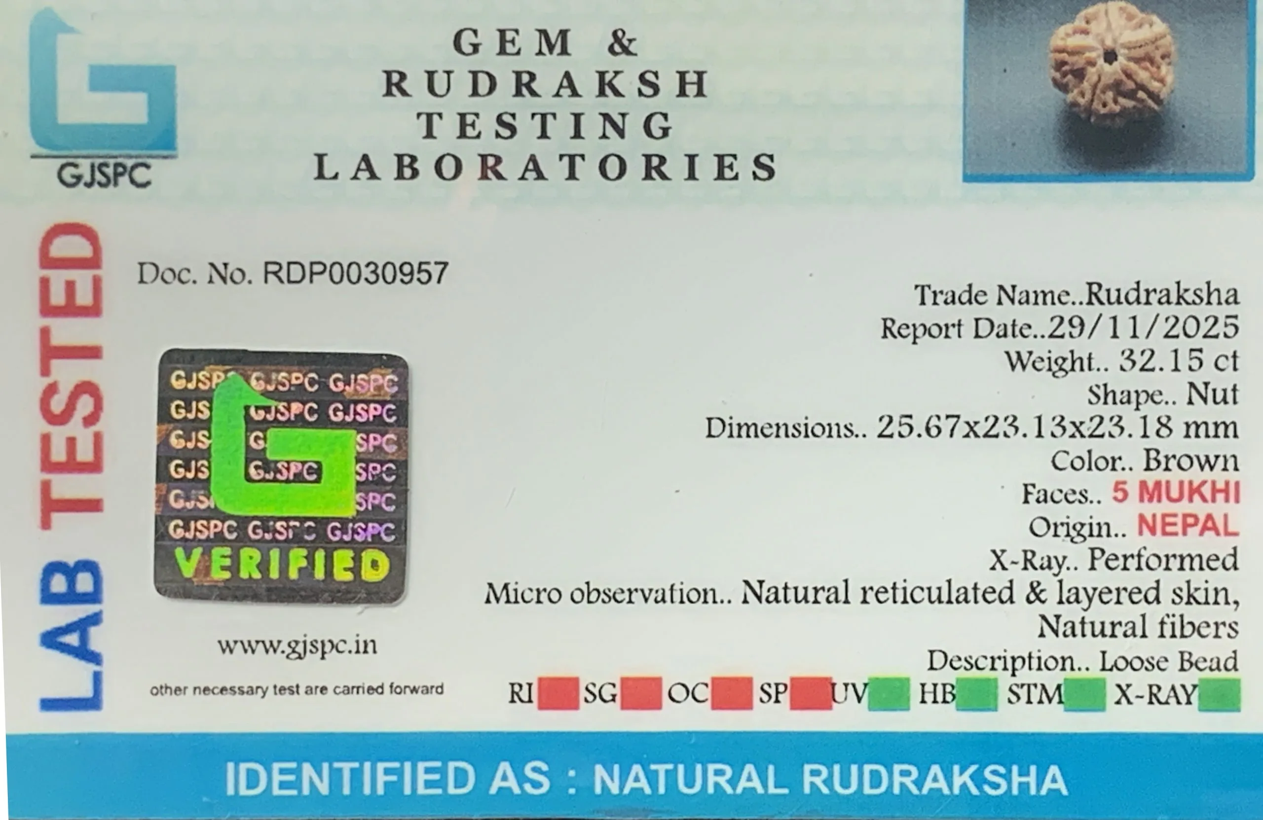 5 Mukhi Rudraksha (6.430g) view 2