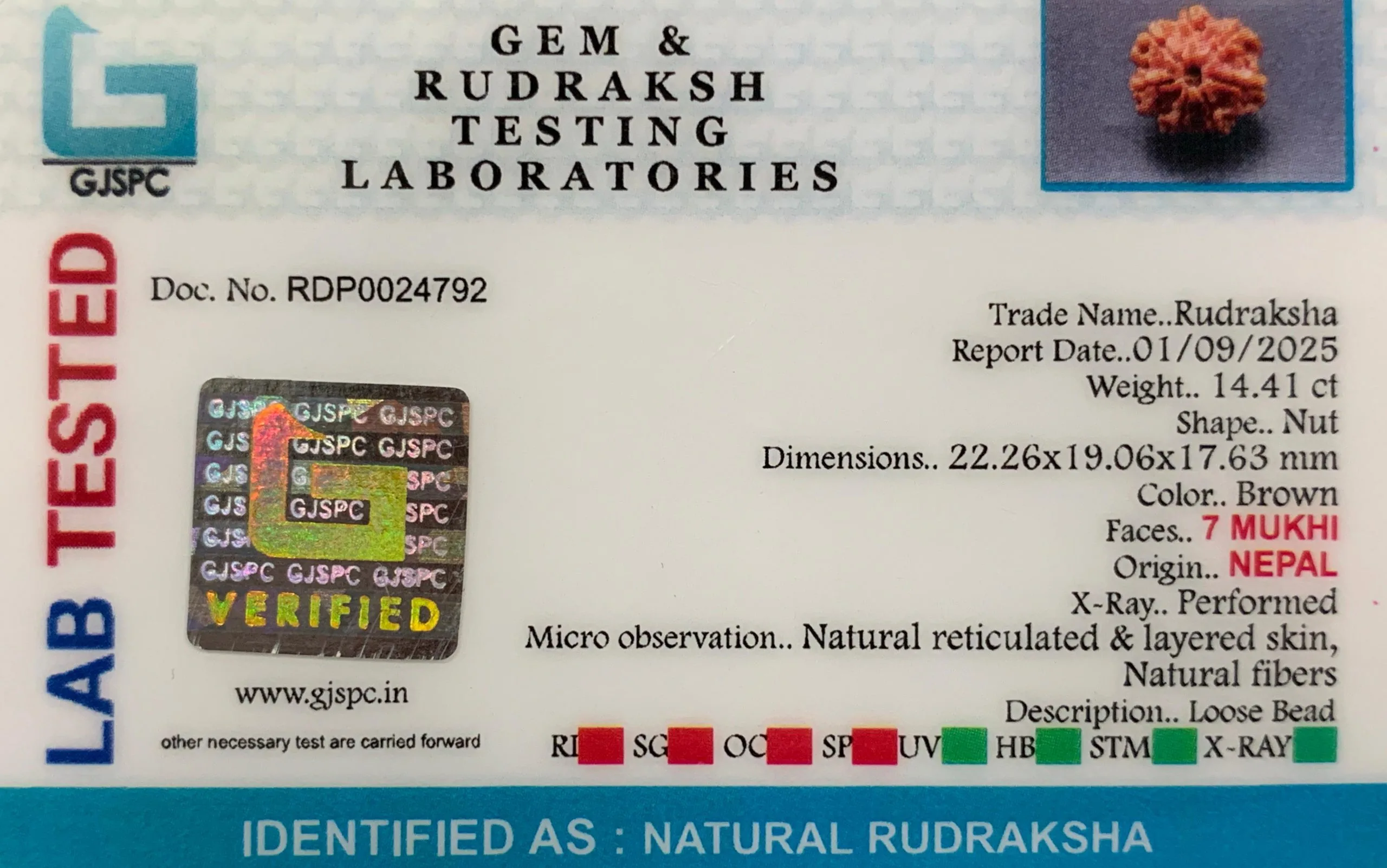 7 Mukhi Rudraksha (2.882g) view 2