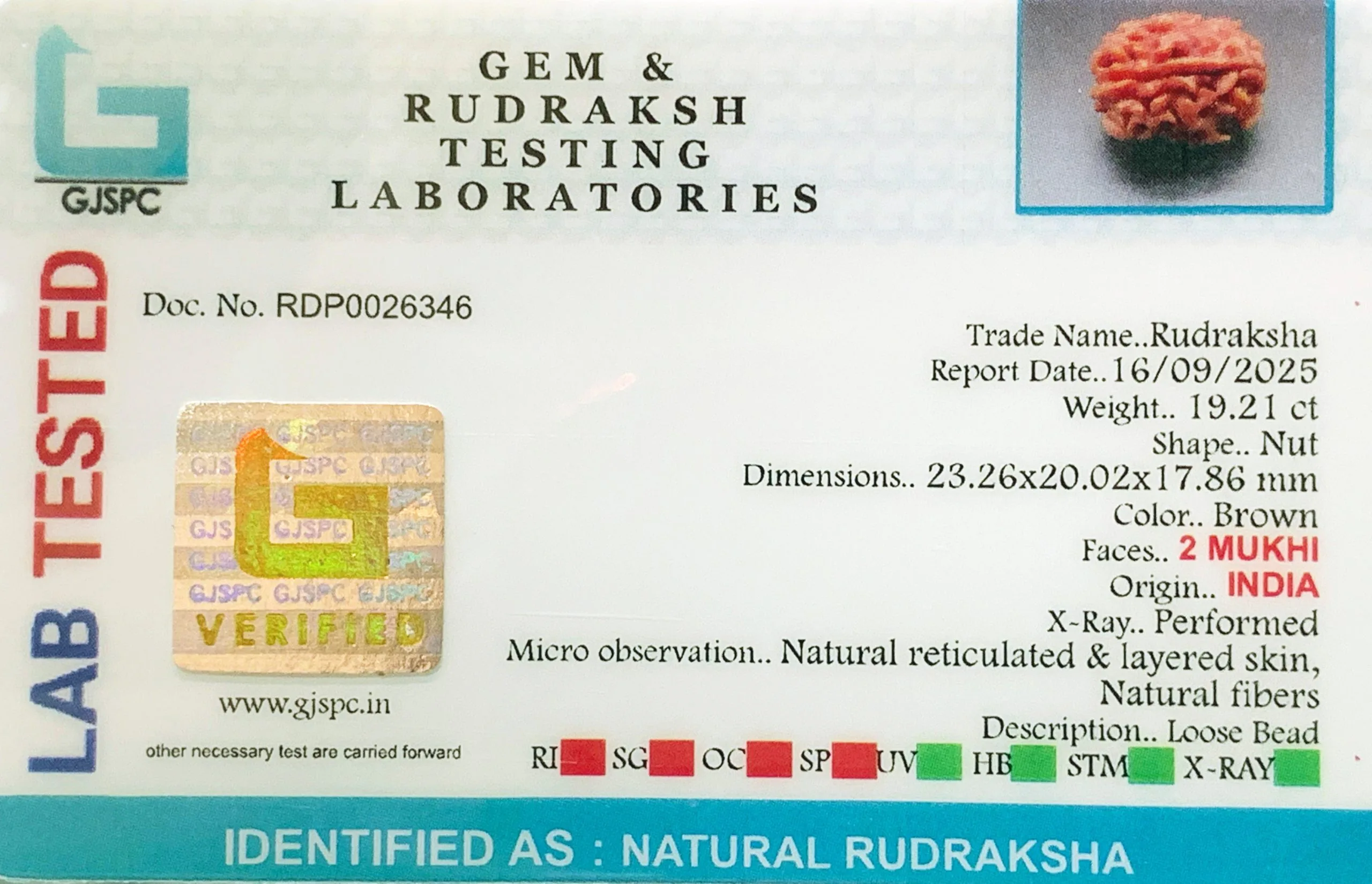 2 Mukhi Rudraksha (3.842g) view 2