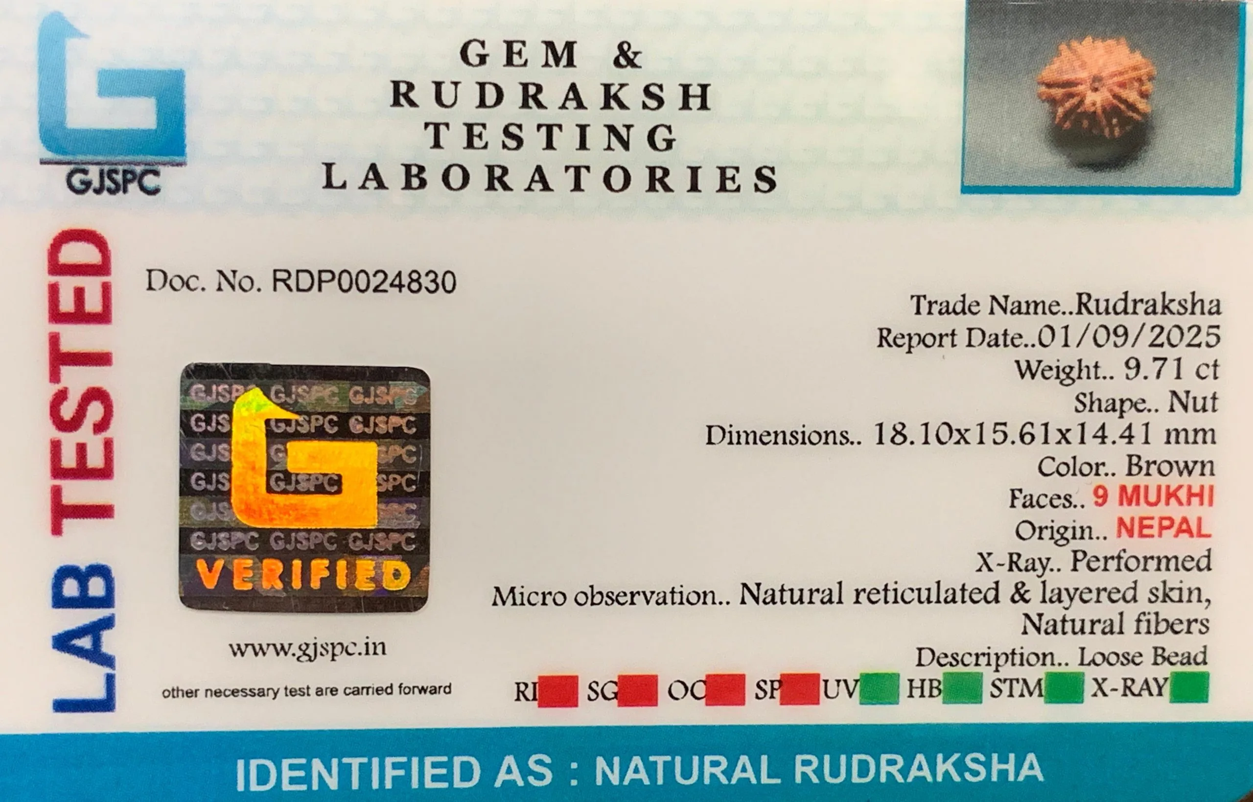 9 Mukhi Rudraksha (1.942g) view 2