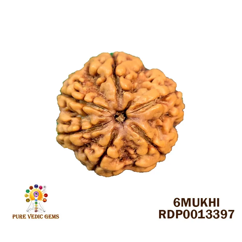 6 Mukhi Rudraksha (3.482g) — image 1