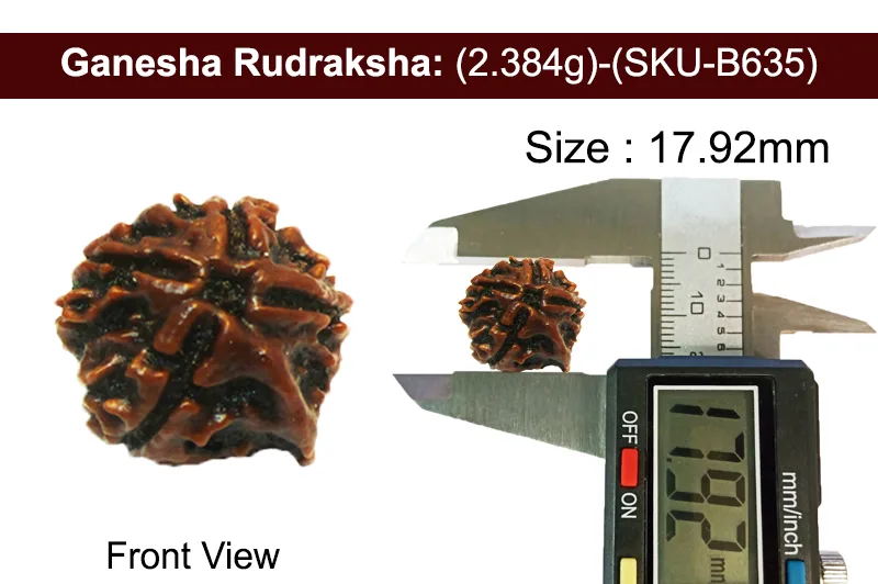 Ganesh Rudraksha (2.384g) view 3