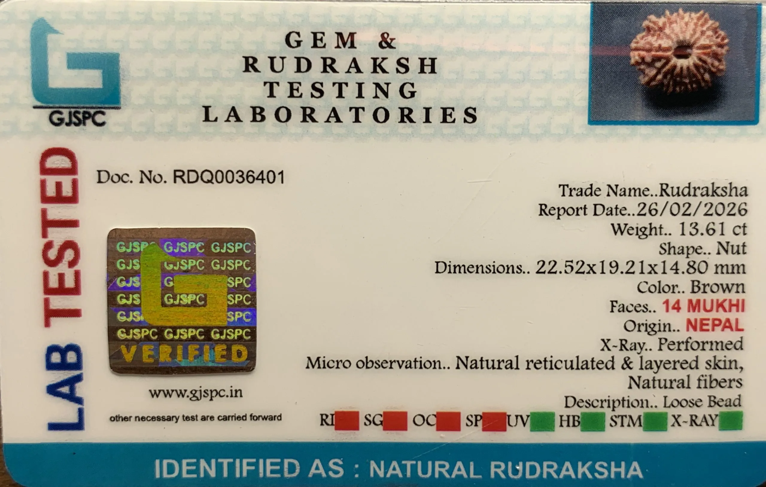 14Mukhi Rudraksha (2.722mg) view 2
