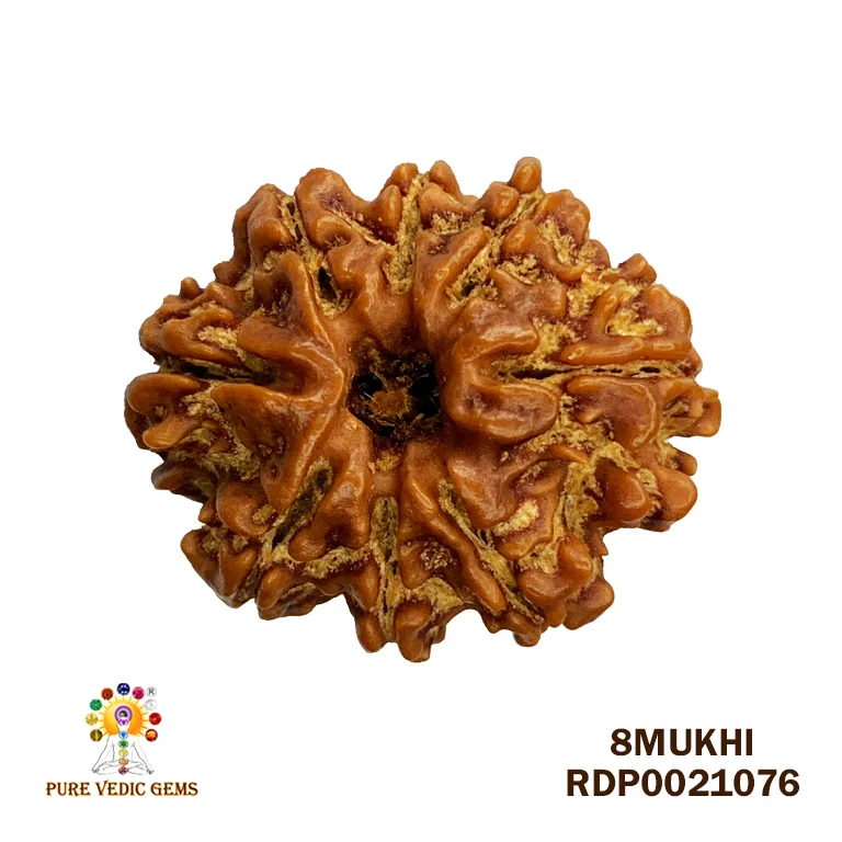 8 Mukhi Rudraksha (3.260mg)
