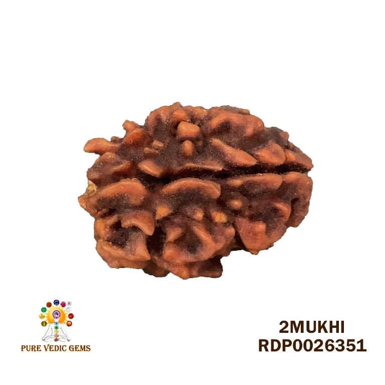 2 Mukhi Rudraksha (3.412g)
