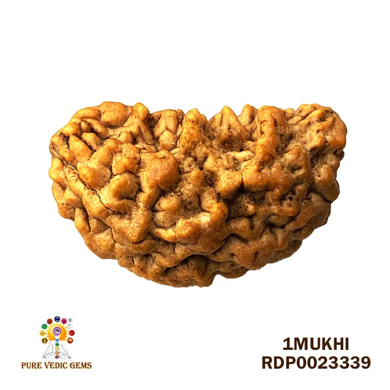 1 Mukhi Rudraksha (3.550g)