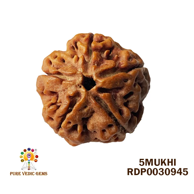 5 Mukhi Rudraksha (5.706g)