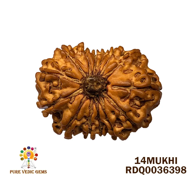 14 Mukhi Rudraksha (2.812g)