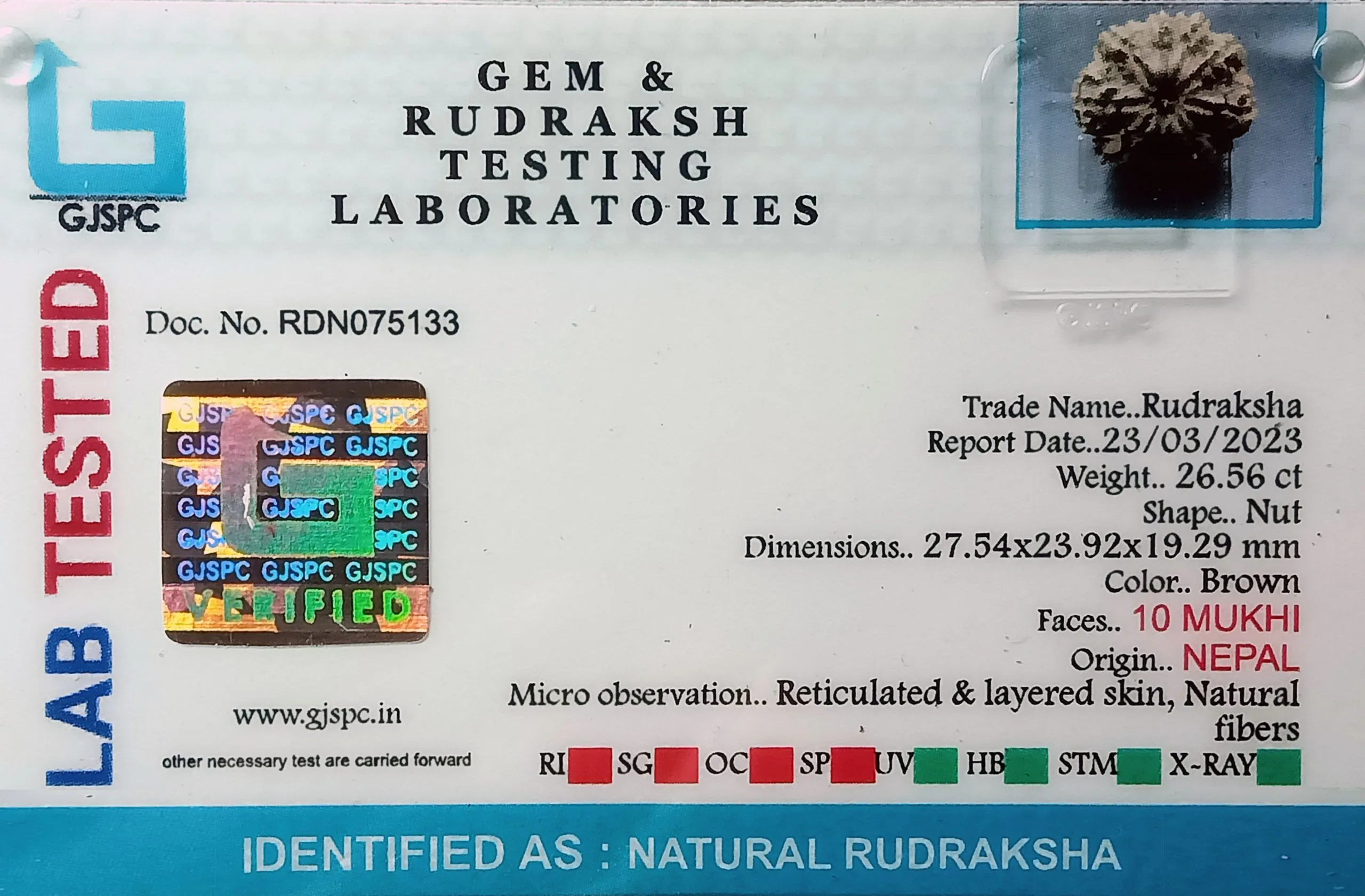 10 Mukhi Rudraksha (5.312g) view 2