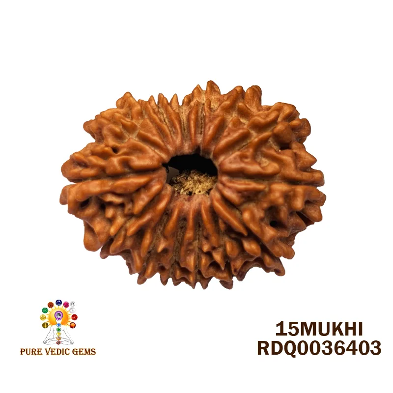 15 Mukhi Rudraksha (2.270g)