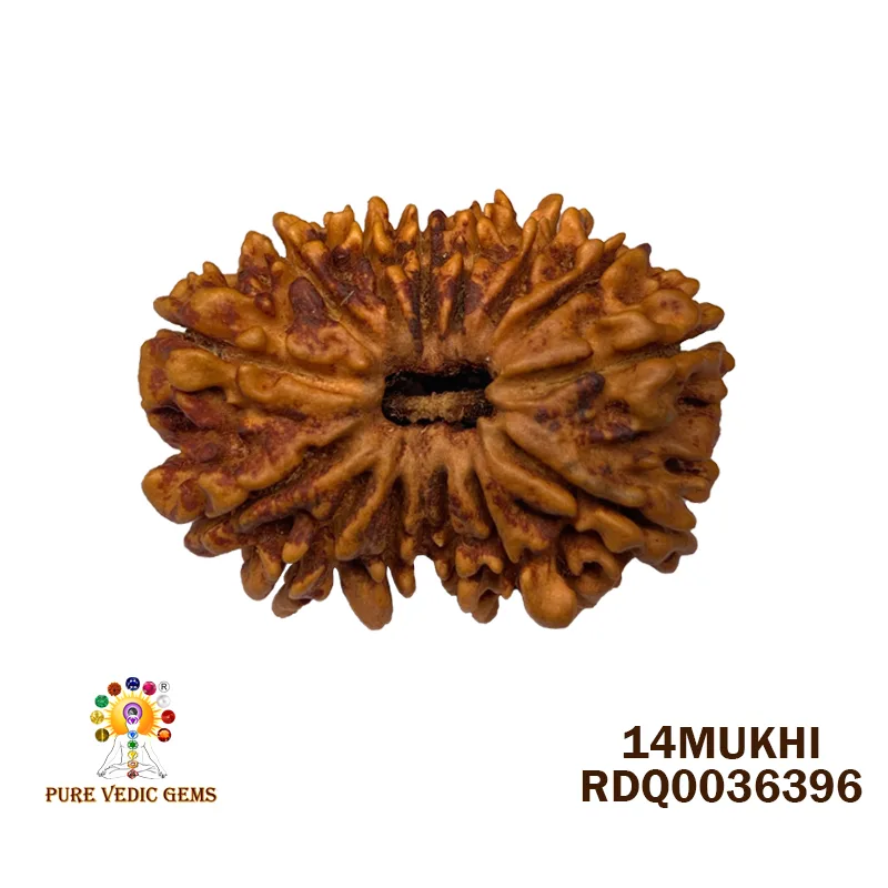 14 Mukhi Rudraksha (2.838g)