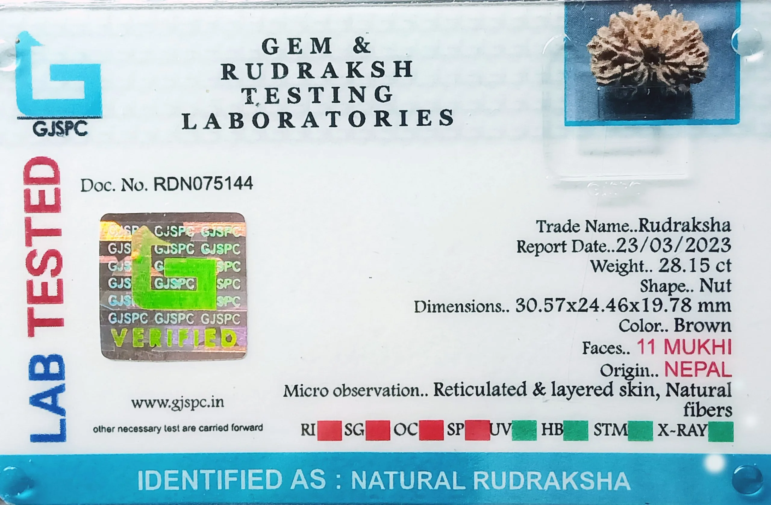 11 Mukhi Rudraksha (5.630g) view 2