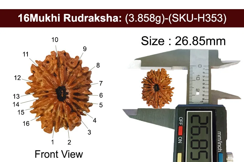 16 Mukhi Rudraksha (3.858g) view 3