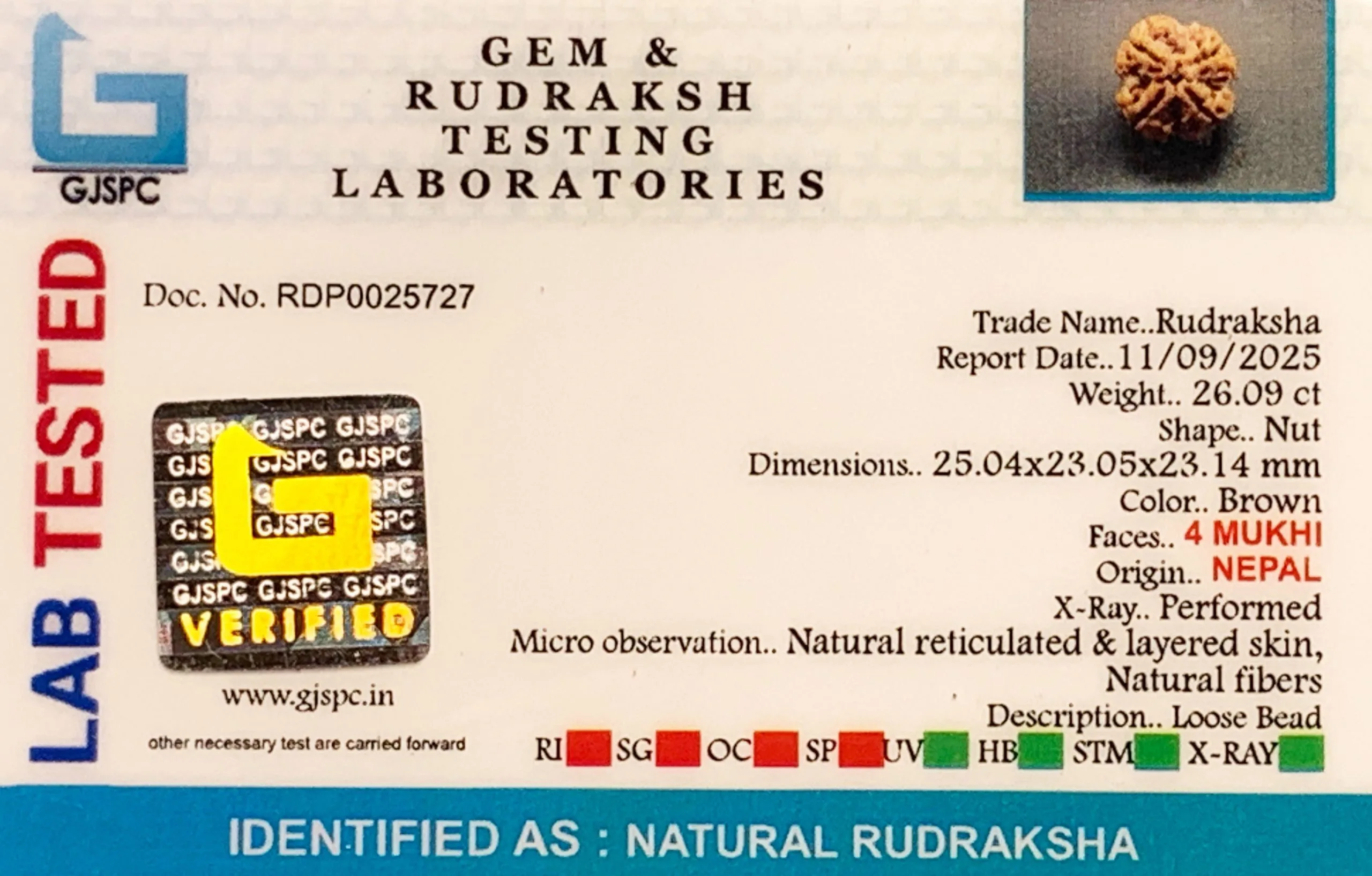 4 Mukhi Rudraksha (5.218g) view 2
