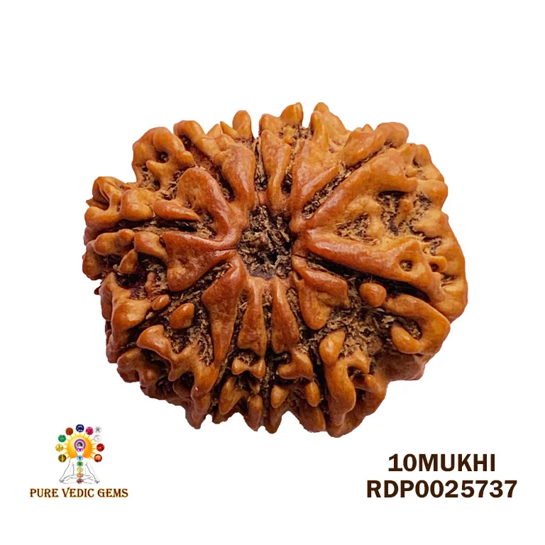 10 Mukhi Rudraksha (3.776g) — image 1