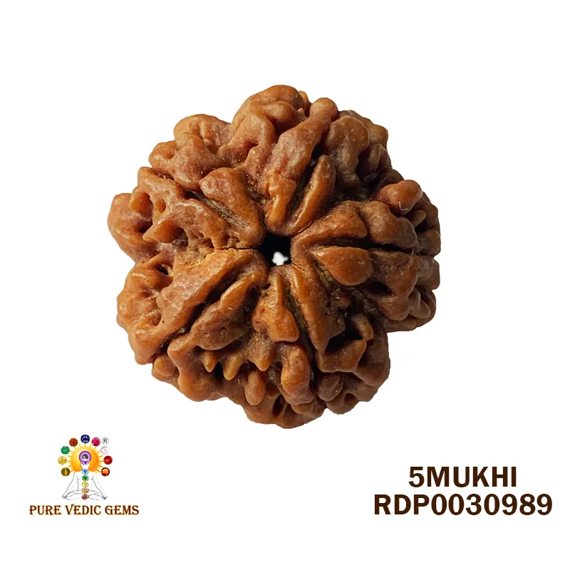 5 Mukhi Rudraksha (5.112g)