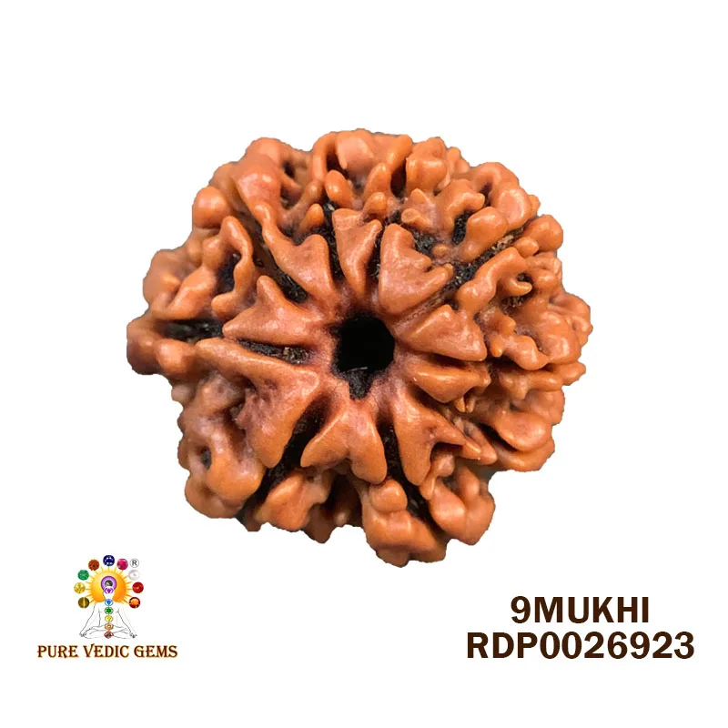 9 Mukhi Rudraksha (2.784g) — image 1