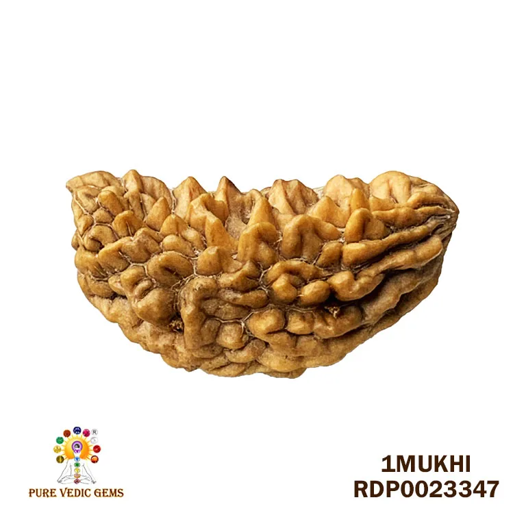 1 Mukhi Rudraksha (2.418g)