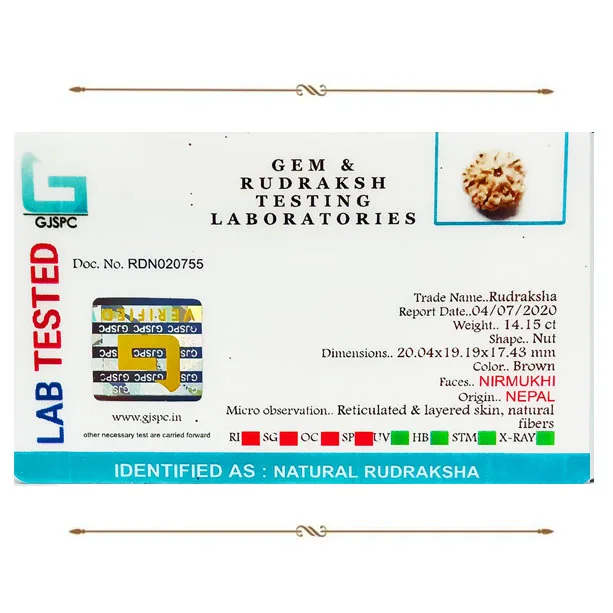 Nir Mukhi Rudraksha (2.830g) view 2