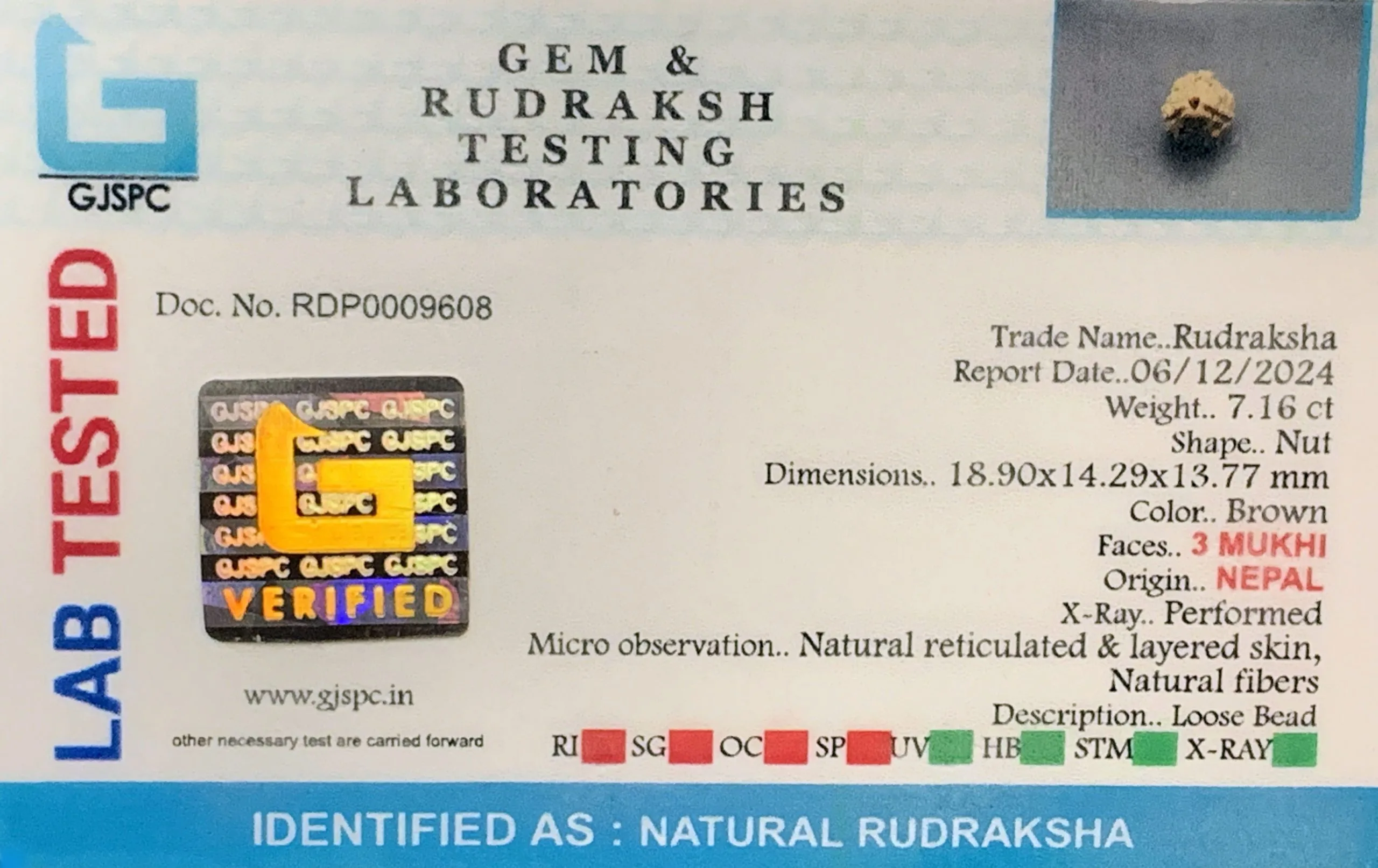 3 MUKHI Rudraksha (1.432g) view 2