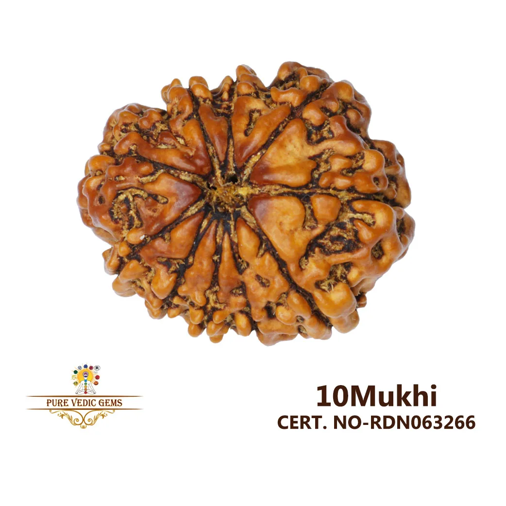 10 Mukhi Rudraksha (4.172g)