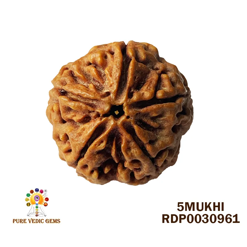 5 Mukhi Rudraksha (5.922g)