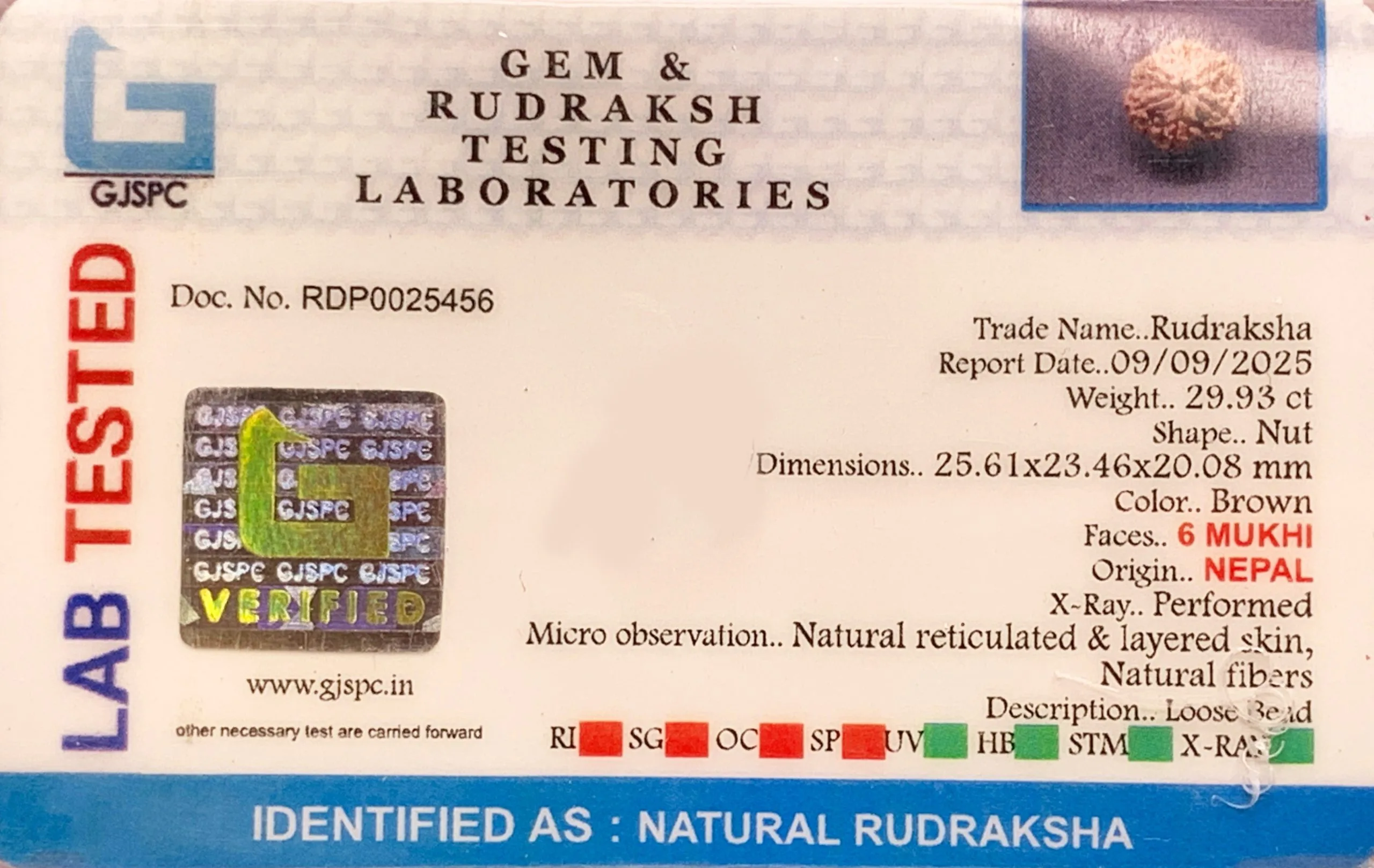 6 Mukhi Rudraksha (5.968g) view 2
