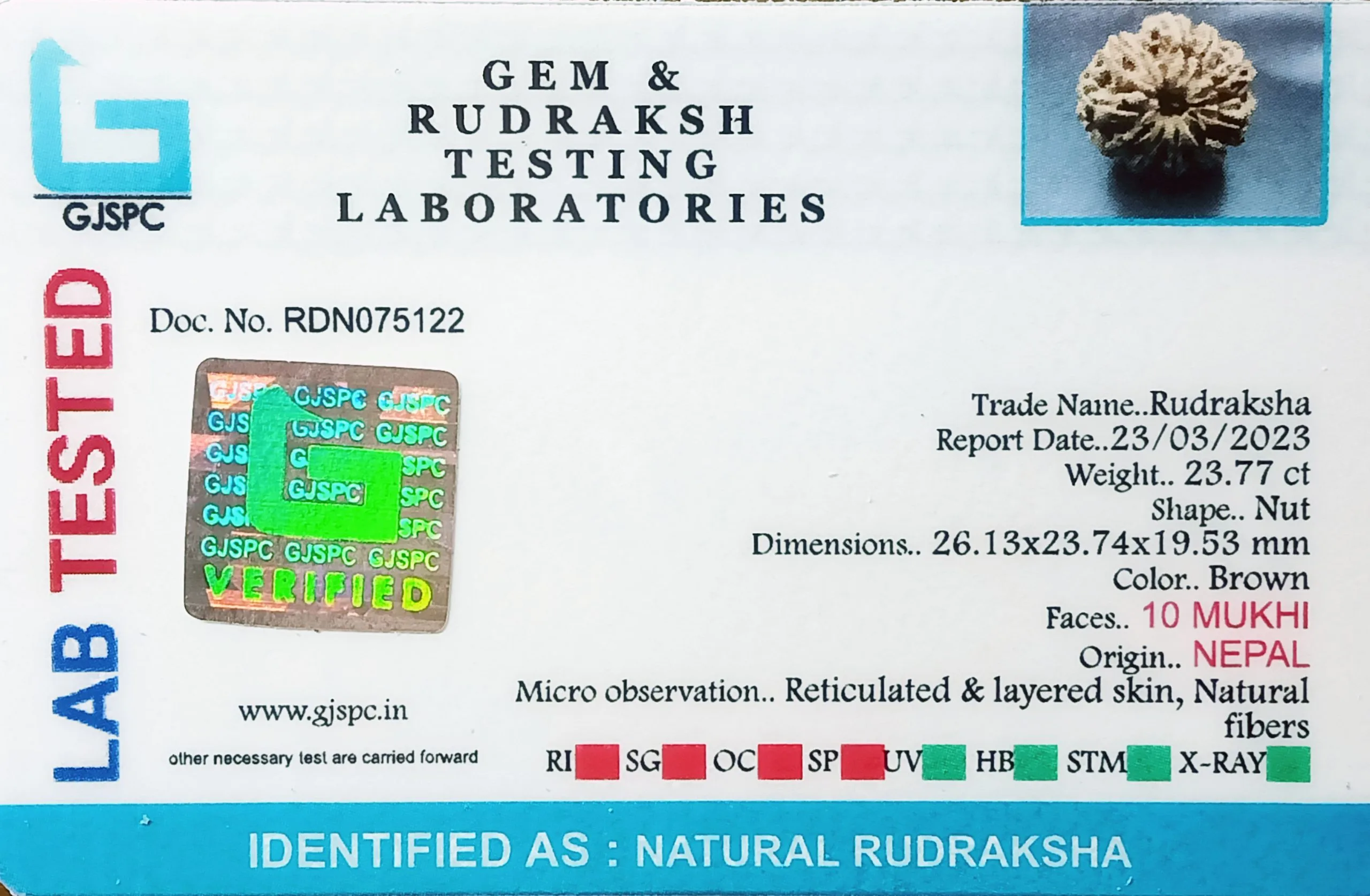 10 Mukhi Rudraksha (4.754g) view 2