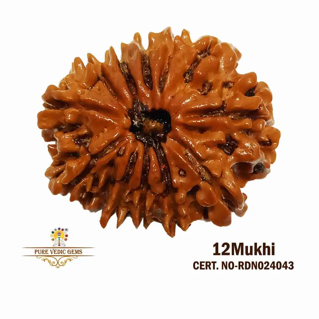 12 Mukhi Rudraksha (3.046g)