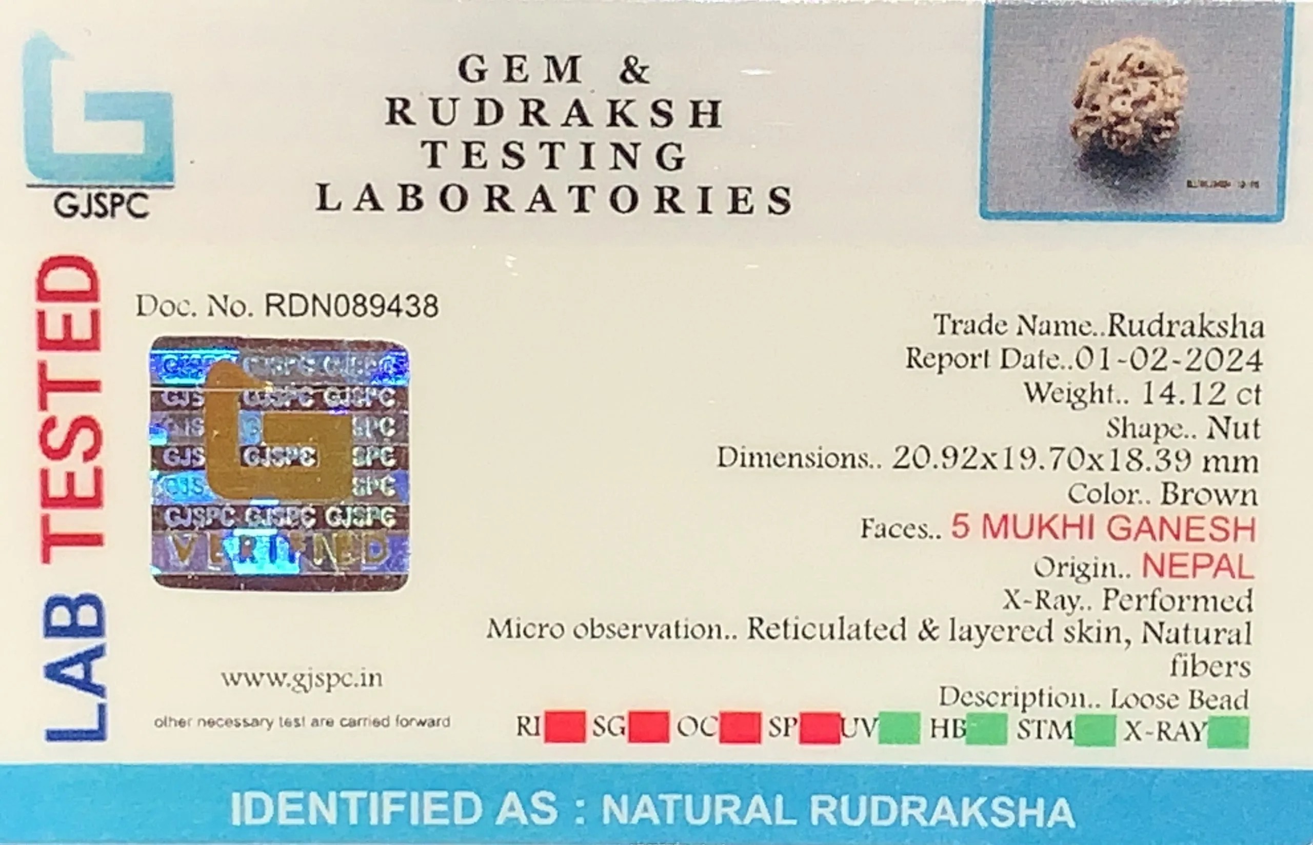 Ganesh Rudraksha (2.824g) view 2