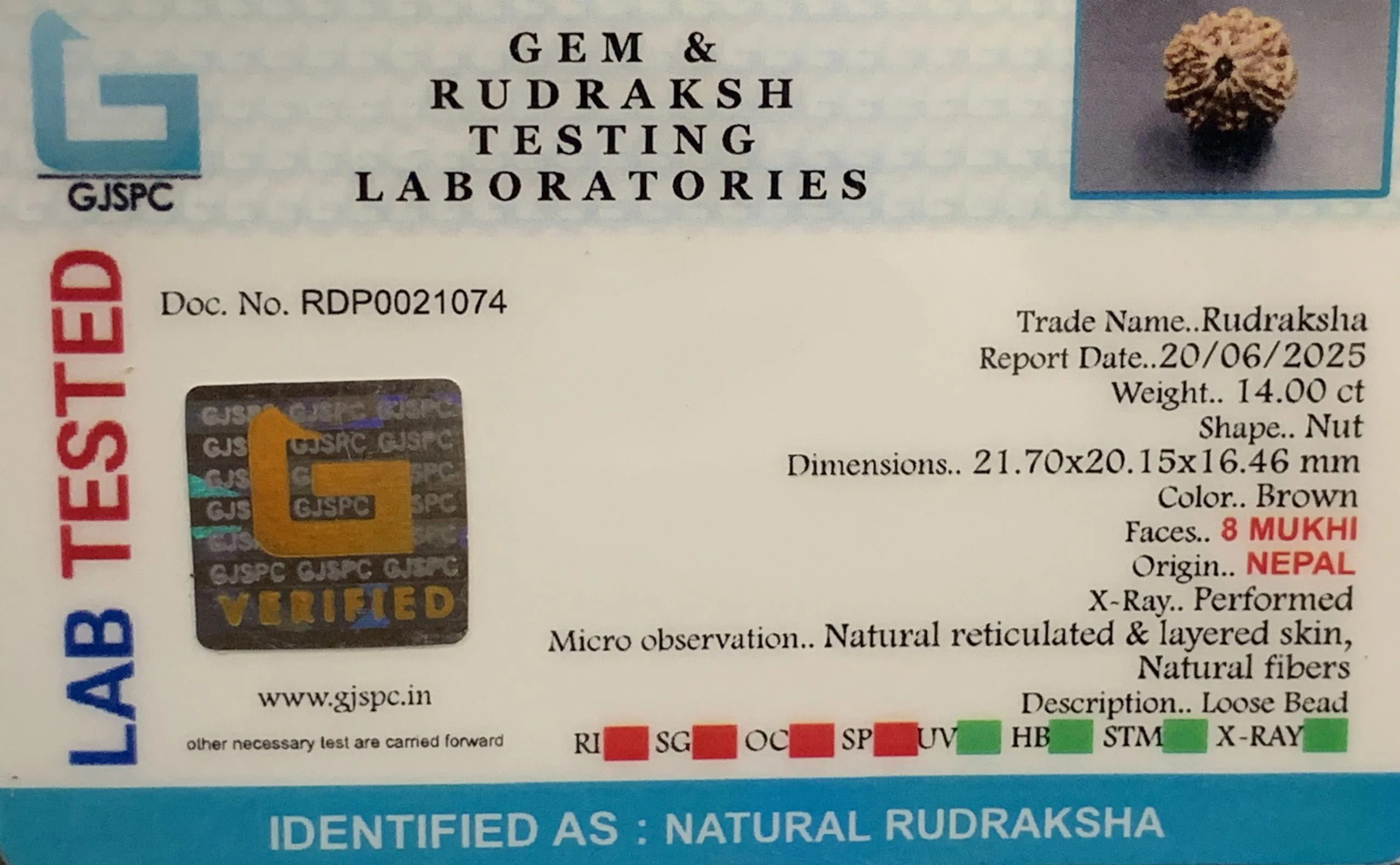 8 Mukhi Rudraksha (2.800mg) view 2