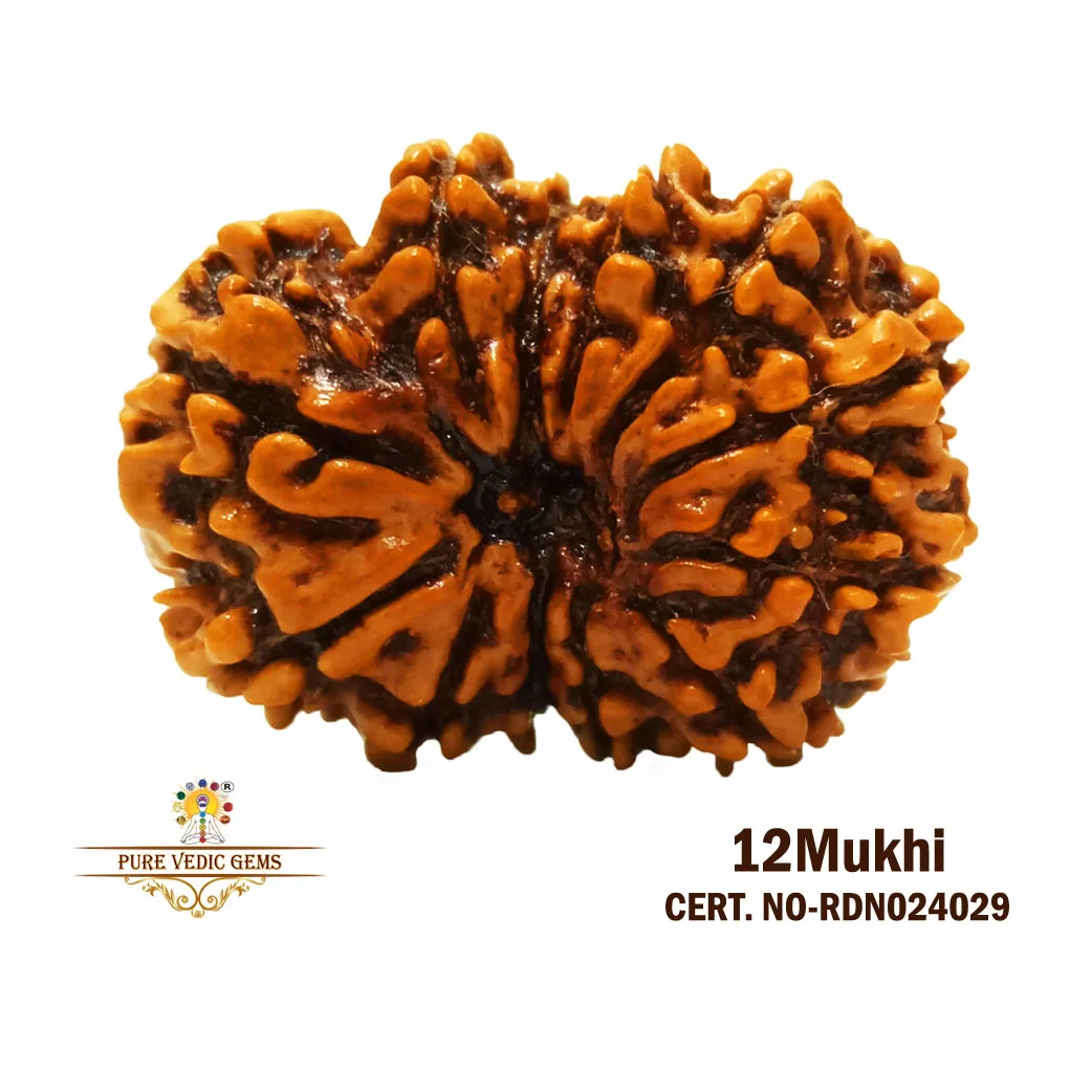 12 Mukhi Rudraksha (2.574g)