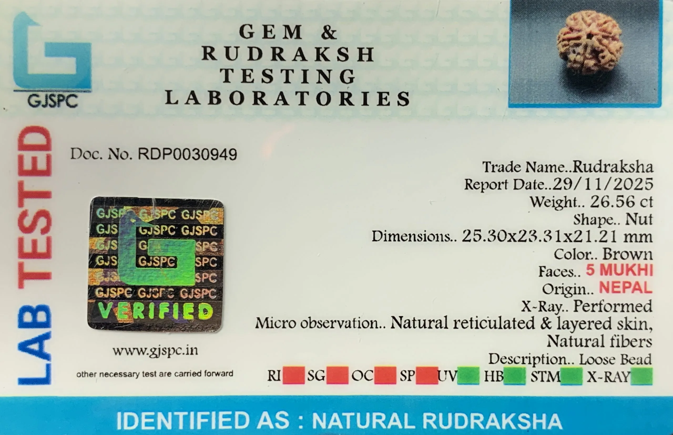 5 Mukhi Rudraksha (5.312g) view 2